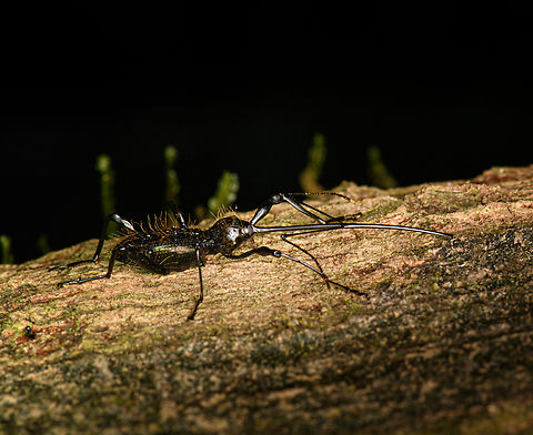Hammatostylus gronovii - side view, Caquetá, Colombia A "size matters" species, very obscure.
https://www.jungledragon.com/image/143830/hammatostylus_gronovii_caquet_colombia.html Amazon,Caquetá,Colombia,Colombia 2022,Geotagged,Hammatostylus gronovii,Peregrinos,South America,Winter,World