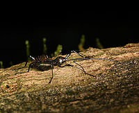 Hammatostylus gronovii - side view, Caquet&aacute;, Colombia A "size matters" species, very obscure.<br />
https://www.jungledragon.com/image/143830/hammatostylus_gronovii_caquet_colombia.html Amazon,Caquet&aacute;,Colombia,Colombia 2022,Geotagged,Hammatostylus gronovii,Peregrinos,South America,Winter,World