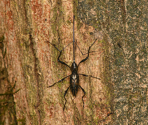 Hammatostylus gronovii, Caquetá, Colombia A "size matters" species, very obscure.
https://www.jungledragon.com/image/143829/hammatostylus_gronovii_-_side_view_caquet_colombia.html Amazon,Caquetá,Colombia,Colombia 2022,Geotagged,Hammatostylus gronovii,Peregrinos,South America,Winter,World