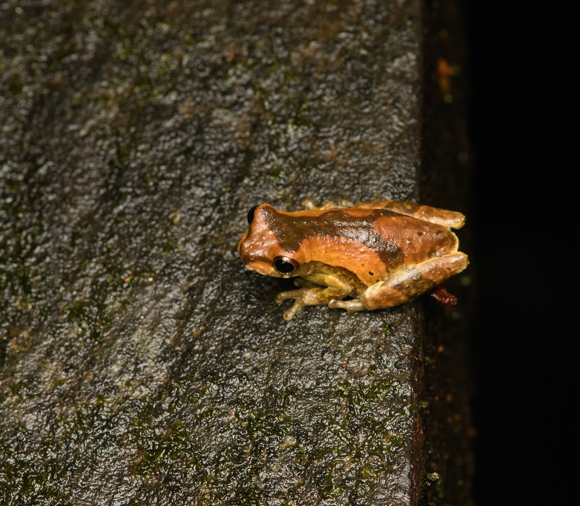 Dendropsophus parviceps, Caquetá, Colombia Found at night on the floor board of a bridge. ID by Axel Marchelie. Amazon,Caquetá,Colombia,Colombia 2022,Dendropsophus parviceps,Geotagged,Peregrinos,Sarayacu treefrog,South America,Winter,World
