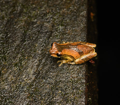 Dendropsophus parviceps, Caquetá, Colombia Found at night on the floor board of a bridge. ID by Axel Marchelie. Amazon,Caquetá,Colombia,Colombia 2022,Dendropsophus parviceps,Geotagged,Peregrinos,Sarayacu treefrog,South America,Winter,World