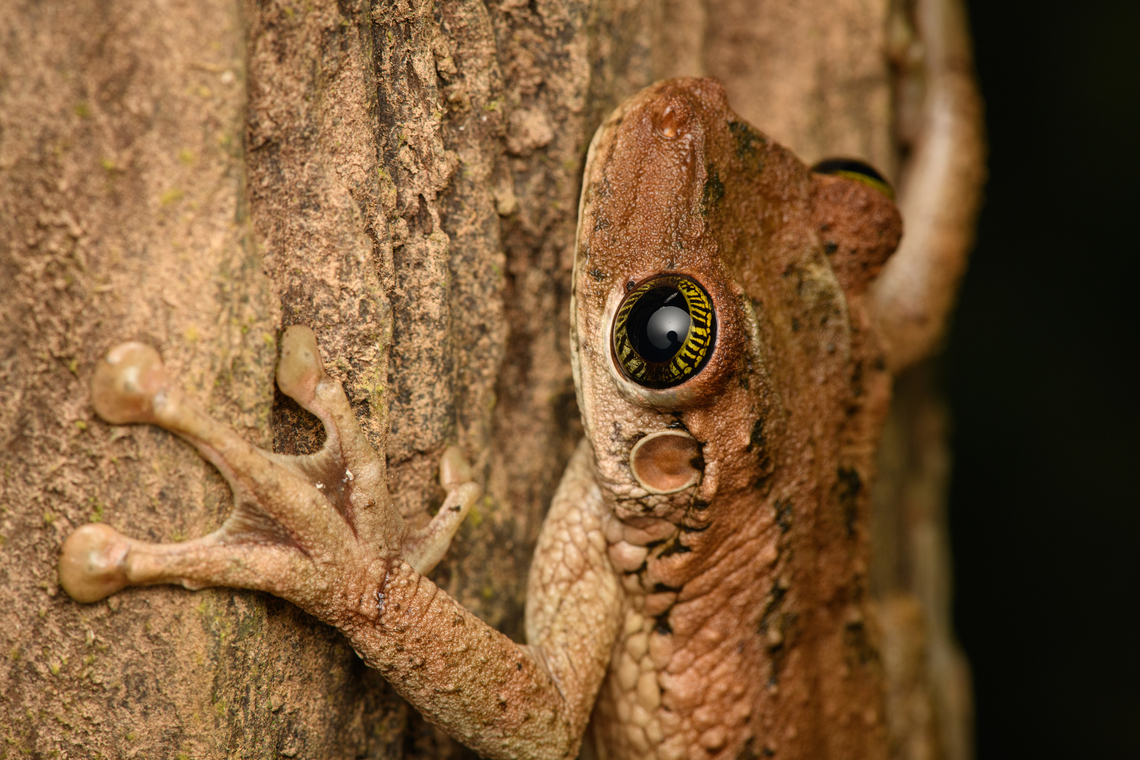 Osteocephalus buckleyi, Caquetá,Colombia  Amazon,Buckley's slender-legged treefrog,Caquetá,Colombia,Colombia 2022,Geotagged,Osteocephalus buckleyi,Peregrinos,South America,Winter,World