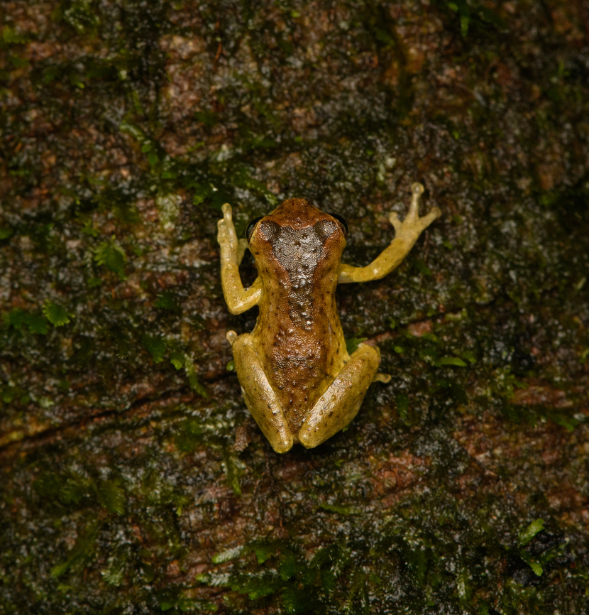 Sarayacu Tree Frog, Caquetá, Colombia  Amazon,Caquetá,Colombia,Colombia 2022,Dendropsophus parviceps,Geotagged,Peregrinos,Sarayacu Tree Frog,South America,Winter,World