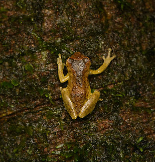 Sarayacu Tree Frog, Caquet&aacute;, Colombia  Amazon,Caquet&aacute;,Colombia,Colombia 2022,Dendropsophus parviceps,Geotagged,Peregrinos,Sarayacu Tree Frog,South America,Winter,World