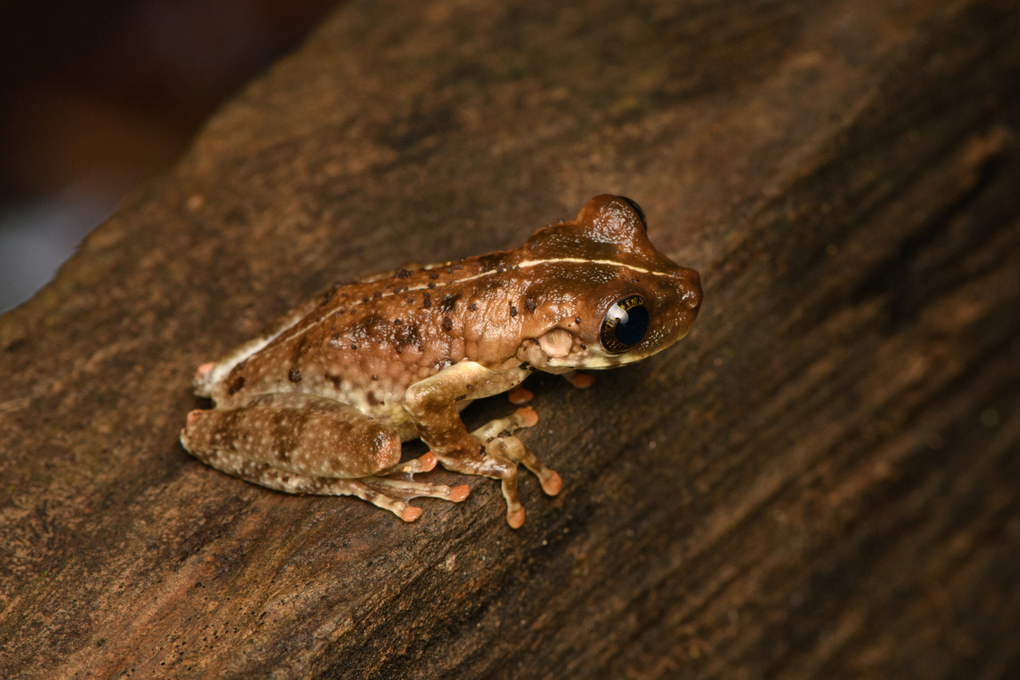 Osteocephalus sp., Caquet&aacute;,Colombia Osteocephalus sp. Amazon,Caquet&aacute;,Colombia,Colombia 2022,Geotagged,Peregrinos,South America,Winter,World