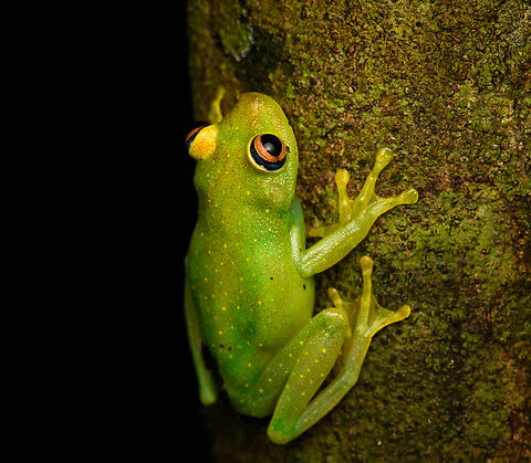Boana cinerascens, Caquet&aacute;,Colombia ID by Cesar Barrio Amor&oacute;s. Amazon,Boana cinerascens,Caquet&aacute;,Colombia,Colombia 2022,Geotagged,Peregrinos,Rough-skinned Green Treefrog,South America,Winter,World