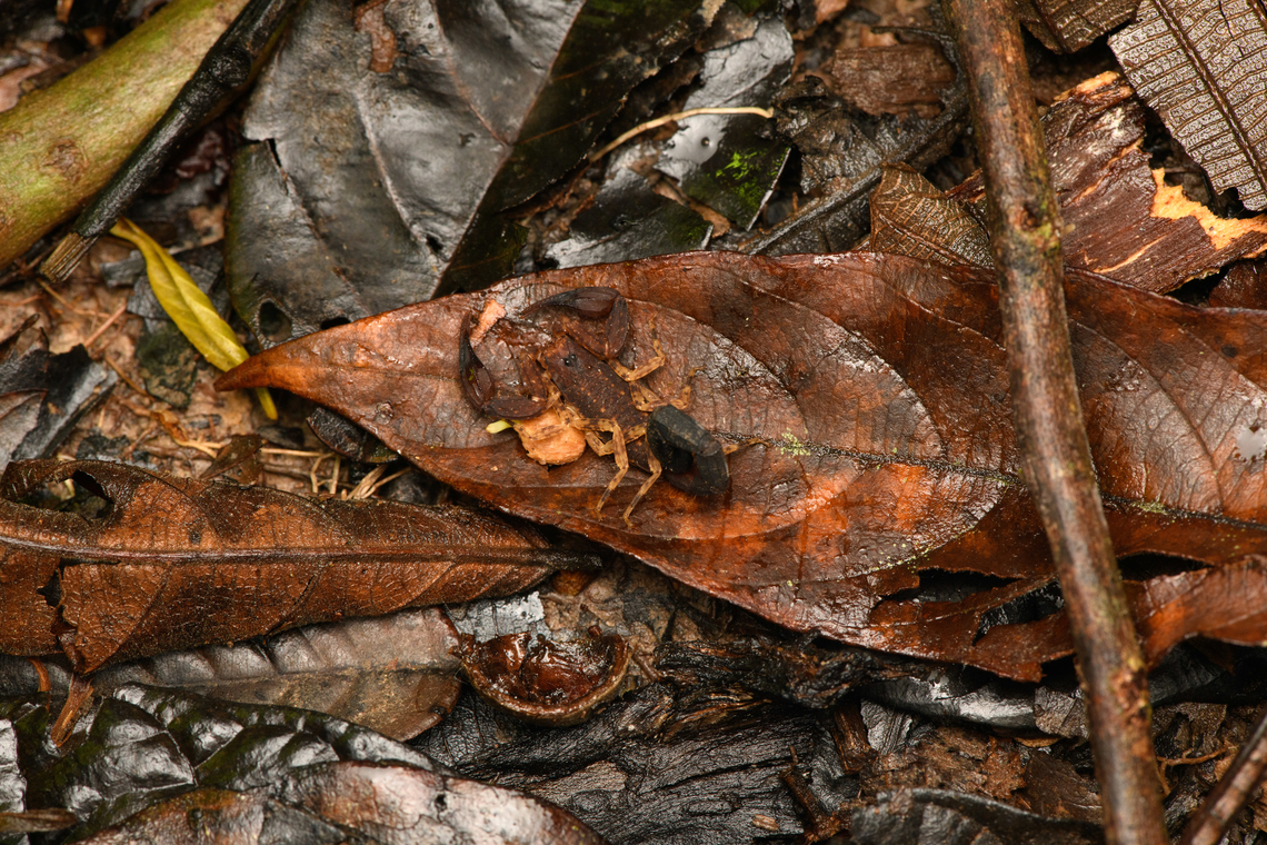 Scorpion on forest floor, Caquetá, Colombia Similar in size to this earlier find in the same night:<br />
<figure class="photo"><a href="https://www.jungledragon.com/image/143565/small_scorpion_caquet_colombia.html" title="Small scorpion, Caquet&aacute;, Colombia"><img src="https://s3.amazonaws.com/media.jungledragon.com/images/2/143565_thumb.jpg?AWSAccessKeyId=05GMT0V3GWVNE7GGM1R2&Expires=1761782410&Signature=yhP5tlIp70c4ODTSz4HvVOPgdlc%3D" width="200" height="134" alt="Small scorpion, Caquet&aacute;, Colombia Tityus sp., I think. Tityus guane looks very close. Amazon,Caquet&aacute;,Colombia,Colombia 2022,Geotagged,Peregrinos,South America,Winter,World" /></a></figure> Amazon,Caquetá,Colombia,Colombia 2022,Geotagged,Peregrinos,South America,Winter,World