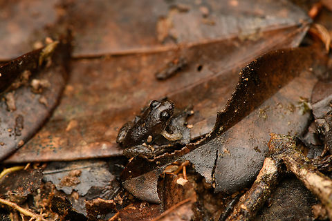 Tiny frog in leaf litter, Caquet&aacute;, Colombia  Amazon,Caquet&aacute;,Colombia,Colombia 2022,Geotagged,Peregrinos,South America,Winter,World