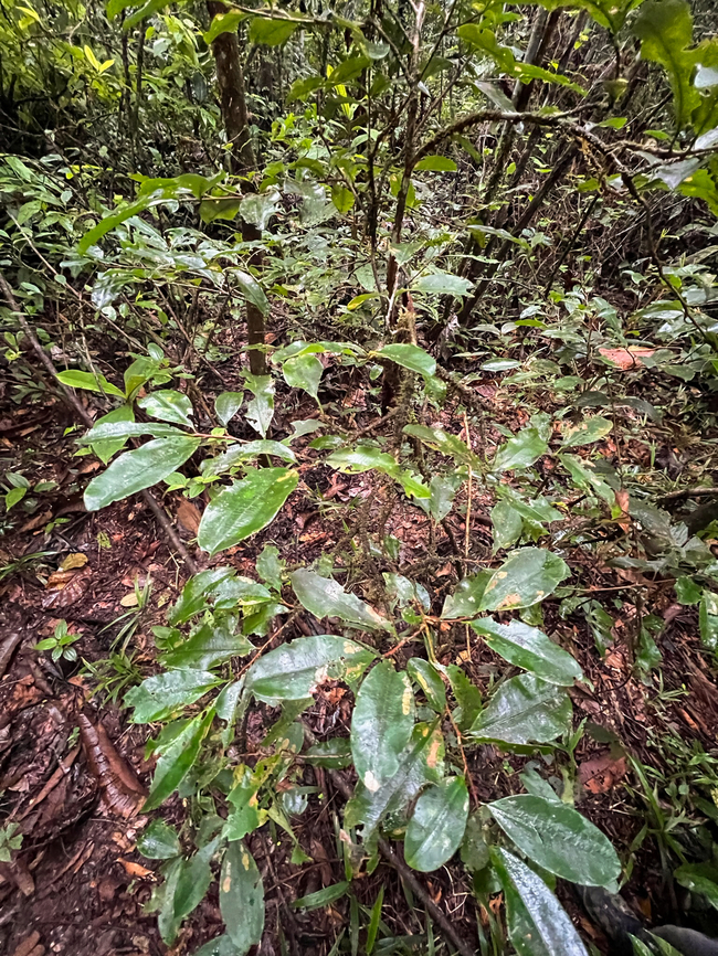 Erythroxylum coca var. ipadu, Caquet&aacute;, Colombia This simple boring plant in the foreground is a coca plant, specifically Erythroxylum coca var. ipadu, also known as "Amazonian coca". This species is native to the Amazon basin, this being a non-cultivated specimen. Coca,Colombia,Colombia 2022,Erythroxylum coca,Geotagged,Peregrinos,South America,Winter,World