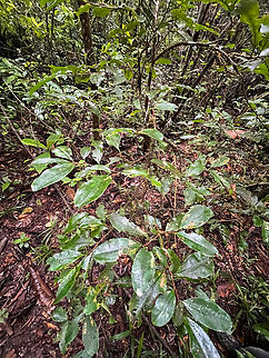 Erythroxylum coca var. ipadu, Caquetá, Colombia This simple boring plant in the foreground is a coca plant, specifically Erythroxylum coca var. ipadu, also known as "Amazonian coca". This species is native to the Amazon basin, this being a non-cultivated specimen. Coca,Colombia,Colombia 2022,Erythroxylum coca,Geotagged,Peregrinos,South America,Winter,World