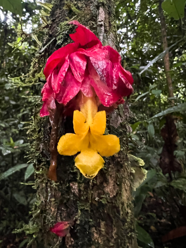 Drymonia coccinea, Caquetá, Colombia Sloppy smartphone shot. Caquetá,Colombia,Colombia 2022,Drymonia coccinea,Geotagged,Peregrinos,South America,Winter,World