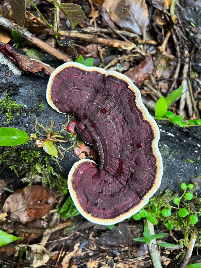 Earliella scabrosa, Caquet&aacute;, Colombia  Caquet&aacute;,Colombia,Colombia 2022,Earliella scabrosa,Geotagged,Peregrinos,South America,Winter,World