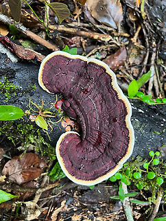 Earliella scabrosa, Caquetá, Colombia  Caquetá,Colombia,Colombia 2022,Earliella scabrosa,Geotagged,Peregrinos,South America,Winter,World