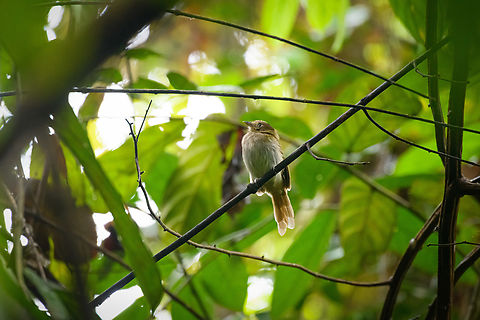 Brownish twistwing, Caquet&aacute;, Colombia Tentative ID.

This one slipped through my administrative process, which consists of asking our guide what it is, so unsure what the species is. Help is most welcome. Amazon,Brownish twistwing,Caquet&aacute;,Cnipodectes subbrunneus,Colombia,Colombia 2022,Geotagged,Peregrinos,South America,Winter,World