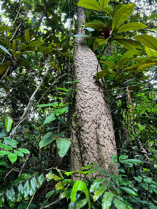 Termite mega nest, Caquetá, Colombia From what I remember, this nest should be some 3-4m tall at least. Caquetá,Colombia,Colombia 2022,Geotagged,Peregrinos,South America,Winter,World