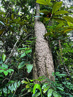 Termite mega nest, Caquetá, Colombia From what I remember, this nest should be some 3-4m tall at least. Caquetá,Colombia,Colombia 2022,Geotagged,Peregrinos,South America,Winter,World