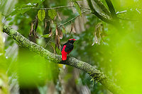 Black-necked red cotinga, Caquetá, Colombia And there it is, the crown jewel. The primary target bird of our Amazonian section of the trip. After 3 days of wading through dark muddy forests, it had crushed our hopes. Just as we concluded to end the session empty-handed once more and head back, it responded to our last desperate call with a brief open perch.<br />
<br />
This bird in theory has a large distribution, but in practise is rarely seen and photographed. This is the male of the species, notable for its bright feathers. So bright and stunning that it adds hunting pressure.<br />
https://www.jungledragon.com/image/144074/black-necked_red_cotinga_-_full_scene_caquet_colombia.html<br />
https://www.jungledragon.com/image/144075/black-necked_red_cotinga_-_frontal_caquet_colombia.html Amazon,Black-necked red cotinga,Caquetá,Colombia,Colombia 2022,Geotagged,Peregrinos,Phoenicircus nigricollis,South America,Winter,World