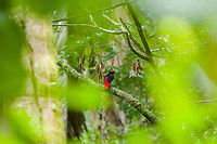 Black-necked red cotinga - full scene, Caquetá, Colombia And there it is, the crown jewel. The primary target bird of our Amazonian section of the trip. After 3 days of wading through dark muddy forests, it had crushed our hopes. Just as we concluded to end the session empty-handed once more and head back, it responded to our last desperate call with a brief open perch.<br />
<br />
This bird in theory has a large distribution, but in practise is rarely seen and photographed. This is the male of the species, notable for its bright feathers. So bright and stunning that it adds hunting pressure.<br />
https://www.jungledragon.com/image/144075/black-necked_red_cotinga_-_frontal_caquet_colombia.html<br />
https://www.jungledragon.com/image/144073/black-necked_red_cotinga_caquet_colombia.html Amazon,Black-necked red cotinga,Caquetá,Colombia,Colombia 2022,Geotagged,Peregrinos,Phoenicircus nigricollis,South America,Winter,World