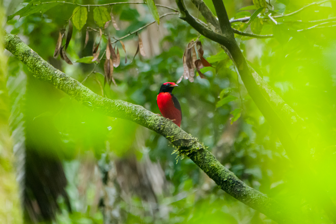 Black-necked red cotinga - frontal, Caquetá, Colombia And there it is, the crown jewel. The primary target bird of our Amazonian section of the trip. After 3 days of wading through dark muddy forests, it had crushed our hopes. Just as we concluded to end the session empty-handed once more and head back, it responded to our last desperate call with a brief open perch.<br />
<br />
This bird in theory has a large distribution, but in practise is rarely seen and photographed. This is the male of the species, notable for its bright feathers. So bright and stunning that it adds hunting pressure.<br />
<figure class="photo"><a href="https://www.jungledragon.com/image/144074/black-necked_red_cotinga_-_full_scene_caquet_colombia.html" title="Black-necked red cotinga - full scene, Caquet&aacute;, Colombia"><img src="https://s3.amazonaws.com/media.jungledragon.com/images/2/144074_thumb.jpg?AWSAccessKeyId=05GMT0V3GWVNE7GGM1R2&Expires=1767225610&Signature=jtE8vmef2%2BvOupxJHio%2Br90bs68%3D" width="200" height="134" alt="Black-necked red cotinga - full scene, Caquet&aacute;, Colombia And there it is, the crown jewel. The primary target bird of our Amazonian section of the trip. After 3 days of wading through dark muddy forests, it had crushed our hopes. Just as we concluded to end the session empty-handed once more and head back, it responded to our last desperate call with a brief open perch.<br />
<br />
This bird in theory has a large distribution, but in practise is rarely seen and photographed. This is the male of the species, notable for its bright feathers. So bright and stunning that it adds hunting pressure.<br />
https://www.jungledragon.com/image/144075/black-necked_red_cotinga_-_frontal_caquet_colombia.html<br />
https://www.jungledragon.com/image/144073/black-necked_red_cotinga_caquet_colombia.html Amazon,Black-necked red cotinga,Caquet&aacute;,Colombia,Colombia 2022,Geotagged,Peregrinos,Phoenicircus nigricollis,South America,Winter,World" /></a></figure><br />
<figure class="photo"><a href="https://www.jungledragon.com/image/144073/black-necked_red_cotinga_caquet_colombia.html" title="Black-necked red cotinga, Caquet&aacute;, Colombia"><img src="https://s3.amazonaws.com/media.jungledragon.com/images/2/144073_thumb.jpg?AWSAccessKeyId=05GMT0V3GWVNE7GGM1R2&Expires=1767225610&Signature=7GmfnqDEP7lxeArZ0X5ZHLZarNY%3D" width="200" height="134" alt="Black-necked red cotinga, Caquet&aacute;, Colombia And there it is, the crown jewel. The primary target bird of our Amazonian section of the trip. After 3 days of wading through dark muddy forests, it had crushed our hopes. Just as we concluded to end the session empty-handed once more and head back, it responded to our last desperate call with a brief open perch.<br />
<br />
This bird in theory has a large distribution, but in practise is rarely seen and photographed. This is the male of the species, notable for its bright feathers. So bright and stunning that it adds hunting pressure.<br />
https://www.jungledragon.com/image/144074/black-necked_red_cotinga_-_full_scene_caquet_colombia.html<br />
https://www.jungledragon.com/image/144075/black-necked_red_cotinga_-_frontal_caquet_colombia.html Amazon,Black-necked red cotinga,Caquet&aacute;,Colombia,Colombia 2022,Geotagged,Peregrinos,Phoenicircus nigricollis,South America,Winter,World" /></a></figure> Amazon,Black-necked red cotinga,Caquetá,Colombia,Colombia 2022,Geotagged,Peregrinos,Phoenicircus nigricollis,South America,Winter,World