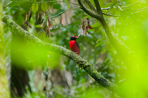 Black-necked red cotinga - frontal, Caquetá, Colombia And there it is, the crown jewel. The primary target bird of our Amazonian section of the trip. After 3 days of wading through dark muddy forests, it had crushed our hopes. Just as we concluded to end the session empty-handed once more and head back, it responded to our last desperate call with a brief open perch.

This bird in theory has a large distribution, but in practise is rarely seen and photographed. This is the male of the species, notable for its bright feathers. So bright and stunning that it adds hunting pressure.
https://www.jungledragon.com/image/144074/black-necked_red_cotinga_-_full_scene_caquet_colombia.html
https://www.jungledragon.com/image/144073/black-necked_red_cotinga_caquet_colombia.html Amazon,Black-necked red cotinga,Caquetá,Colombia,Colombia 2022,Geotagged,Peregrinos,Phoenicircus nigricollis,South America,Winter,World