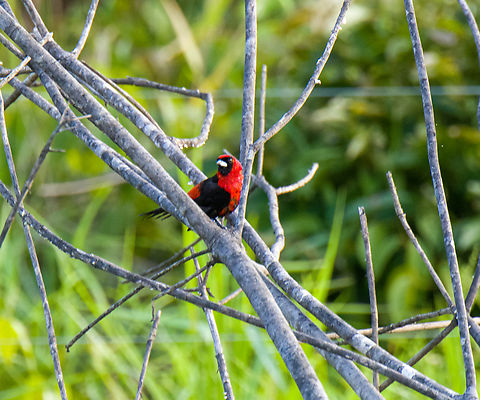 Masked crimson tanager, Caquetá, Colombia Crop from a remote shot. Amazon,Caquetá,Colombia,Colombia 2022,Geotagged,Masked crimson tanager,Peregrinos,Ramphocelus nigrogularis,South America,Winter,World