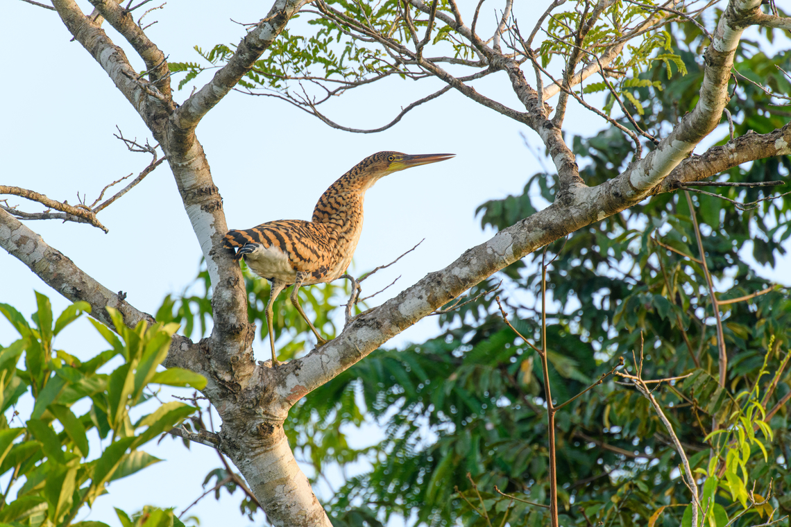 Rufescent Tiger Heron - juvenile, Caquet&aacute;, Colombia  Amazon,Caquet&aacute;,Colombia,Colombia 2022,Geotagged,Peregrinos,Rufescent Tiger Heron,South America,Tigrisoma lineatum,Winter,World