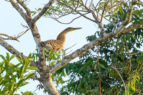 Rufescent Tiger Heron - juvenile, Caquetá, Colombia  Amazon,Caquetá,Colombia,Colombia 2022,Geotagged,Peregrinos,Rufescent Tiger Heron,South America,Tigrisoma lineatum,Winter,World