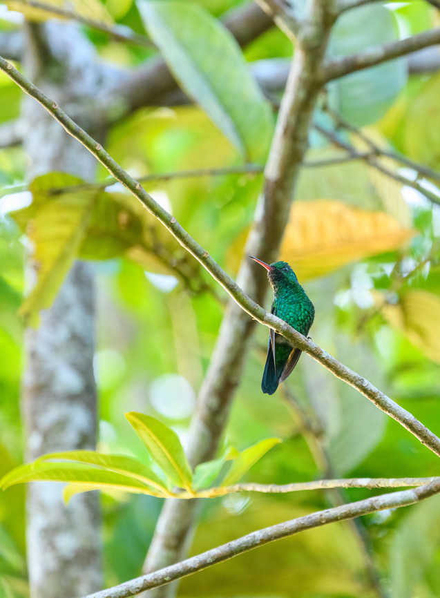 Green hummingbird, Caquetá, Colombia Species TBD. Amazon,Caquetá,Colombia,Colombia 2022,Geotagged,Peregrinos,South America,Winter,World