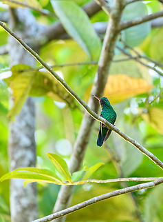 Green hummingbird, Caquetá, Colombia Species TBD. Amazon,Caquetá,Colombia,Colombia 2022,Geotagged,Peregrinos,South America,Winter,World