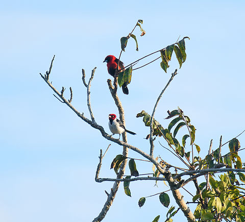 Masked cardinal and Masked crimson tanager, Caquetá, Colombia  Amazon,Caquetá,Colombia,Colombia 2022,Geotagged,Masked cardinal,Paroaria nigrogenis,Peregrinos,South America,Winter,World