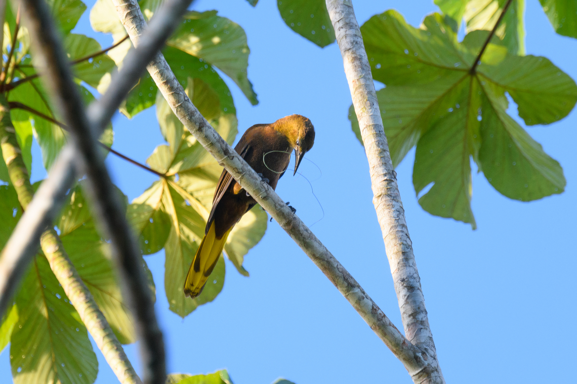 Russet-backed oropendola, Caquetá, Colombia Handling nest building material. Amazon,Caquetá,Colombia,Colombia 2022,Geotagged,Peregrinos,Psarocolius angustifrons,Russet-backed oropendola,South America,Winter,World
