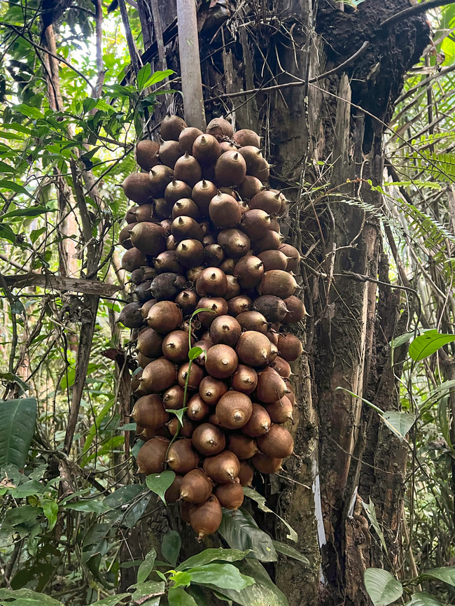 Babassu - Attalea speciosa, Caquetá, Colombia Fruits of this amazonian palm tree. Attalea speciosa,Caquetá,Colombia,Colombia 2022,Geotagged,Peregrinos,South America,Winter,World