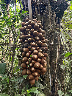 Babassu - Attalea speciosa, Caquetá, Colombia Fruits of this amazonian palm tree. Attalea speciosa,Caquetá,Colombia,Colombia 2022,Geotagged,Peregrinos,South America,Winter,World