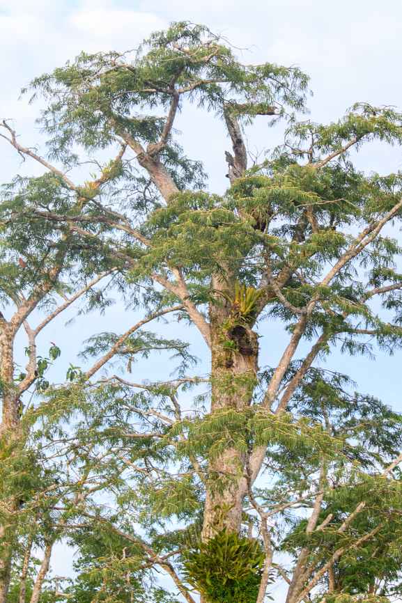 Amazonian tree - closeup, Caquetá, Colombia Photos taken from the boat.<br />
<figure class="photo"><a href="https://www.jungledragon.com/image/144156/amazonian_tree_caquet_colombia.html" title="Amazonian tree, Caquet&aacute;, Colombia"><img src="https://s3.amazonaws.com/media.jungledragon.com/images/2/144156_thumb.jpg?AWSAccessKeyId=05GMT0V3GWVNE7GGM1R2&Expires=1759968010&Signature=HXeNAlBw6VPpGP7rt0%2BtpA5Argk%3D" width="200" height="108" alt="Amazonian tree, Caquet&aacute;, Colombia Photos taken from the boat.<br />
https://www.jungledragon.com/image/144154/amazonian_tree_-_closeup_caquet_colombia.html<br />
https://www.jungledragon.com/image/144155/amazonian_tree_-_flowers_caquet_colombia.html Amazon,Caquet&aacute;,Colombia,Colombia 2022,Geotagged,Peregrinos,South America,Winter,World" /></a></figure><br />
<figure class="photo"><a href="https://www.jungledragon.com/image/144155/amazonian_tree_-_flowers_caquet_colombia.html" title="Amazonian tree - flowers, Caquet&aacute;, Colombia"><img src="https://s3.amazonaws.com/media.jungledragon.com/images/2/144155_thumb.jpg?AWSAccessKeyId=05GMT0V3GWVNE7GGM1R2&Expires=1759968010&Signature=dCxM9avGLfj8x2GAXauGCkB%2BmUE%3D" width="200" height="134" alt="Amazonian tree - flowers, Caquet&aacute;, Colombia Photos taken from the boat.<br />
https://www.jungledragon.com/image/144156/amazonian_tree_caquet_colombia.html<br />
https://www.jungledragon.com/image/144154/amazonian_tree_-_closeup_caquet_colombia.html Amazon,Caquet&aacute;,Colombia,Colombia 2022,Geotagged,Peregrinos,South America,Winter,World" /></a></figure> Amazon,Caquetá,Colombia,Colombia 2022,Geotagged,Peregrinos,South America,Winter,World
