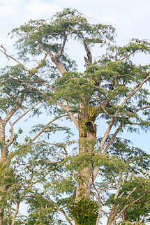 Amazonian tree - closeup, Caquet&aacute;, Colombia Photos taken from the boat.
https://www.jungledragon.com/image/144156/amazonian_tree_caquet_colombia.html
https://www.jungledragon.com/image/144155/amazonian_tree_-_flowers_caquet_colombia.html Amazon,Caquet&aacute;,Colombia,Colombia 2022,Geotagged,Peregrinos,South America,Winter,World