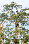 Amazonian tree - closeup, Caquetá, Colombia Photos taken from the boat.<br />
https://www.jungledragon.com/image/144156/amazonian_tree_caquet_colombia.html<br />
https://www.jungledragon.com/image/144155/amazonian_tree_-_flowers_caquet_colombia.html Amazon,Caquetá,Colombia,Colombia 2022,Geotagged,Peregrinos,South America,Winter,World