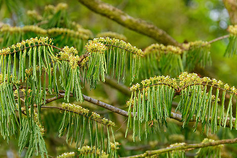 Amazonian tree - flowers, Caquet&aacute;, Colombia Photos taken from the boat.
https://www.jungledragon.com/image/144156/amazonian_tree_caquet_colombia.html
https://www.jungledragon.com/image/144154/amazonian_tree_-_closeup_caquet_colombia.html Amazon,Caquet&aacute;,Colombia,Colombia 2022,Geotagged,Peregrinos,South America,Winter,World