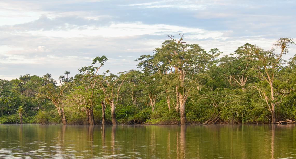 Amazonian tree, Caquet&aacute;, Colombia Photos taken from the boat.<br />
<figure class="photo"><a href="https://www.jungledragon.com/image/144154/amazonian_tree_-_closeup_caquet_colombia.html" title="Amazonian tree - closeup, Caquet&aacute;, Colombia"><img src="https://s3.amazonaws.com/media.jungledragon.com/images/2/144154_thumb.jpg?AWSAccessKeyId=05GMT0V3GWVNE7GGM1R2&Expires=1769040010&Signature=UAwQDGw5gT%2FSq5FCcPhc500nUKU%3D" width="102" height="152" alt="Amazonian tree - closeup, Caquet&aacute;, Colombia Photos taken from the boat.<br />
https://www.jungledragon.com/image/144156/amazonian_tree_caquet_colombia.html<br />
https://www.jungledragon.com/image/144155/amazonian_tree_-_flowers_caquet_colombia.html Amazon,Caquet&aacute;,Colombia,Colombia 2022,Geotagged,Peregrinos,South America,Winter,World" /></a></figure><br />
<figure class="photo"><a href="https://www.jungledragon.com/image/144155/amazonian_tree_-_flowers_caquet_colombia.html" title="Amazonian tree - flowers, Caquet&aacute;, Colombia"><img src="https://s3.amazonaws.com/media.jungledragon.com/images/2/144155_thumb.jpg?AWSAccessKeyId=05GMT0V3GWVNE7GGM1R2&Expires=1769040010&Signature=xq5dHnv8lmOa0BHGQBYnlH8sXFw%3D" width="200" height="134" alt="Amazonian tree - flowers, Caquet&aacute;, Colombia Photos taken from the boat.<br />
https://www.jungledragon.com/image/144156/amazonian_tree_caquet_colombia.html<br />
https://www.jungledragon.com/image/144154/amazonian_tree_-_closeup_caquet_colombia.html Amazon,Caquet&aacute;,Colombia,Colombia 2022,Geotagged,Peregrinos,South America,Winter,World" /></a></figure> Amazon,Caquet&aacute;,Colombia,Colombia 2022,Geotagged,Peregrinos,South America,Winter,World