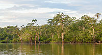 Amazonian tree, Caquetá, Colombia Photos taken from the boat.<br />
https://www.jungledragon.com/image/144154/amazonian_tree_-_closeup_caquet_colombia.html<br />
https://www.jungledragon.com/image/144155/amazonian_tree_-_flowers_caquet_colombia.html Amazon,Caquetá,Colombia,Colombia 2022,Geotagged,Peregrinos,South America,Winter,World