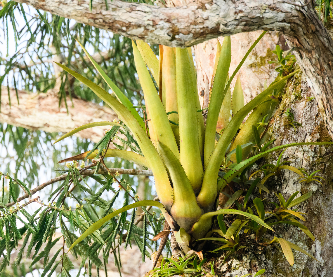 Large Bromeliad, Caquet&aacute;, Colombia Photographed from a boat and found on this tree:<br />
<figure class="photo"><a href="https://www.jungledragon.com/image/144154/amazonian_tree_-_closeup_caquet_colombia.html" title="Amazonian tree - closeup, Caquet&aacute;, Colombia"><img src="https://s3.amazonaws.com/media.jungledragon.com/images/2/144154_thumb.jpg?AWSAccessKeyId=05GMT0V3GWVNE7GGM1R2&Expires=1769040010&Signature=UAwQDGw5gT%2FSq5FCcPhc500nUKU%3D" width="102" height="152" alt="Amazonian tree - closeup, Caquet&aacute;, Colombia Photos taken from the boat.<br />
https://www.jungledragon.com/image/144156/amazonian_tree_caquet_colombia.html<br />
https://www.jungledragon.com/image/144155/amazonian_tree_-_flowers_caquet_colombia.html Amazon,Caquet&aacute;,Colombia,Colombia 2022,Geotagged,Peregrinos,South America,Winter,World" /></a></figure><br />
Will be hard to identify without it flowering. One thing that stands out is its large size. Amazon,Caquet&aacute;,Colombia,Colombia 2022,Geotagged,Peregrinos,South America,Winter,World