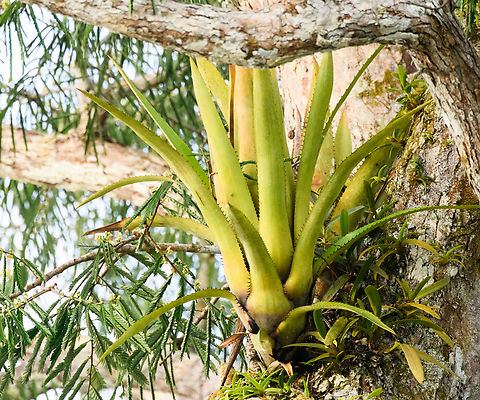 Large Bromeliad, Caquet&aacute;, Colombia Photographed from a boat and found on this tree:
https://www.jungledragon.com/image/144154/amazonian_tree_-_closeup_caquet_colombia.html
Will be hard to identify without it flowering. One thing that stands out is its large size. Amazon,Caquet&aacute;,Colombia,Colombia 2022,Geotagged,Peregrinos,South America,Winter,World