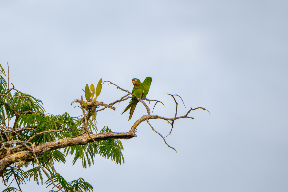White-eyed Parakeet couple, Caquetá, Colombia  Amazon,Caquetá,Colombia,Colombia 2022,Geotagged,Peregrinos,Psittacara leucophthalma,South America,Winter,World,white-eyed parakeet
