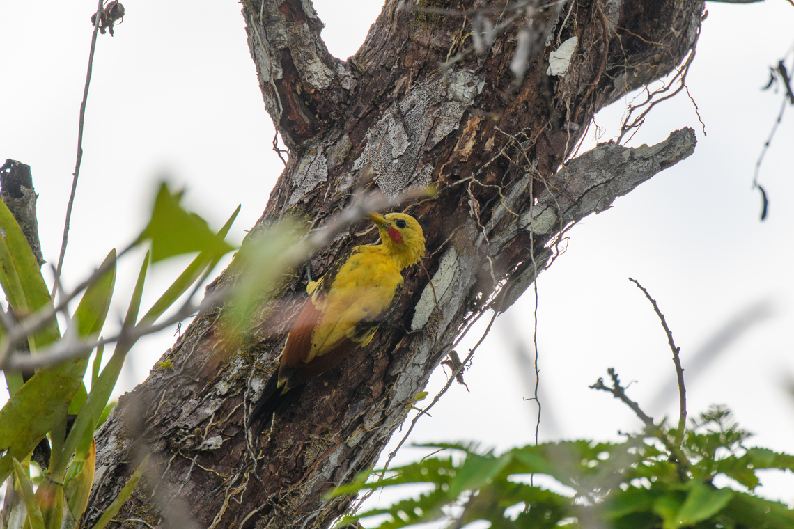 Cream-colored woodpecker, Caquetá, Colombia  Amazon,Caquetá,Celeus flavus,Colombia,Colombia 2022,Cream-colored woodpecker,Geotagged,Peregrinos,South America,Winter,World