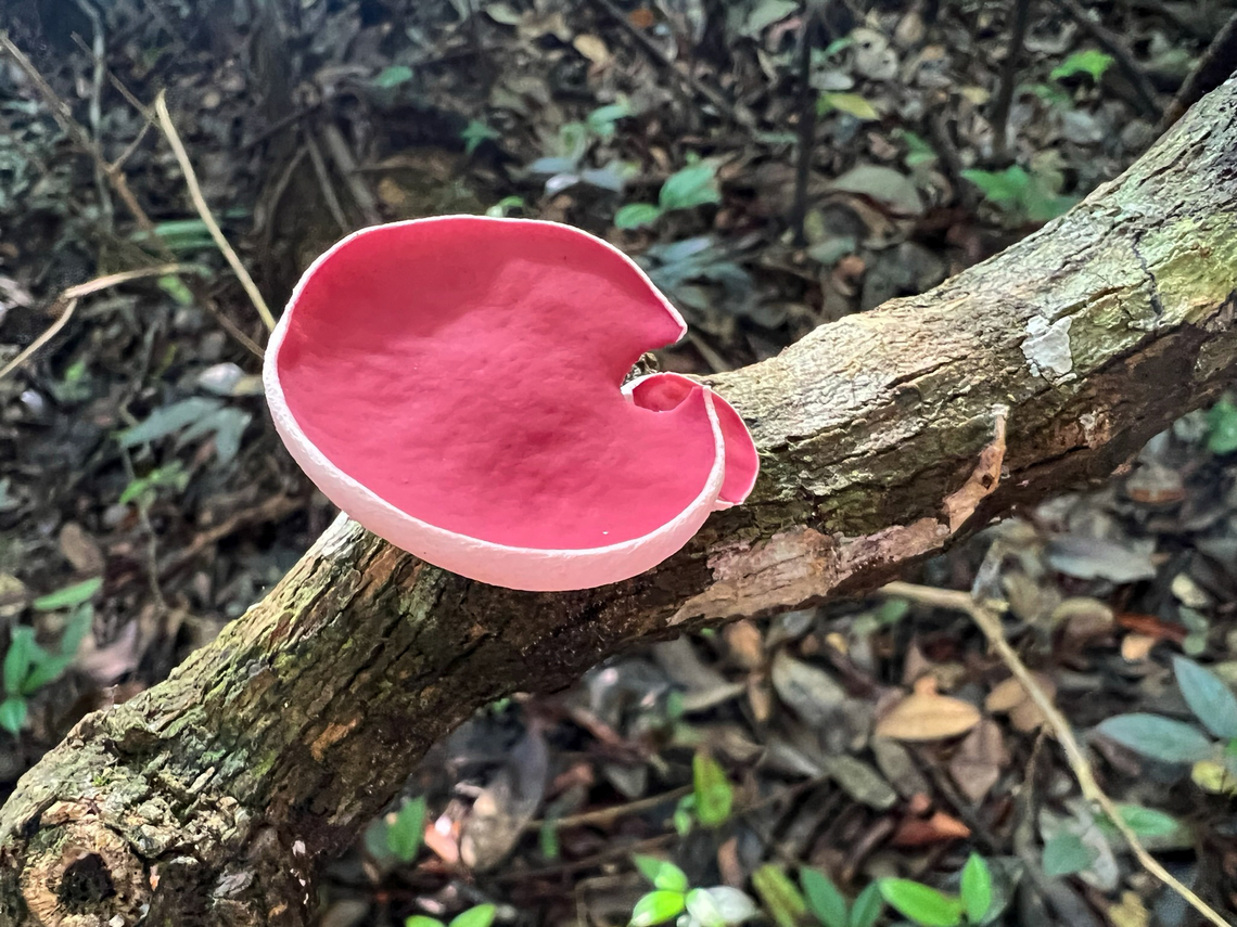 Phillipsia domingensis - cup, Caquet&aacute;, Colombia <figure class="photo"><a href="https://www.jungledragon.com/image/144161/phillipsia_domingensis_caquet_colombia.html" title="Phillipsia domingensis, Caquet&aacute;, Colombia"><img src="https://s3.amazonaws.com/media.jungledragon.com/images/2/144161_thumb.jpg?AWSAccessKeyId=05GMT0V3GWVNE7GGM1R2&Expires=1769040010&Signature=9fsxF4w4EUxVQ2tpFjSXd6wJcwA%3D" width="200" height="150" alt="Phillipsia domingensis, Caquet&aacute;, Colombia https://www.jungledragon.com/image/144160/phillipsia_domingensis_-_cup_caquet_colombia.html Caquet&aacute;,Colombia,Colombia 2022,Geotagged,Mauve Elfcup,Peregrinos,Phillipsia domingensis,South America,Winter,World" /></a></figure> Caquet&aacute;,Colombia,Colombia 2022,Geotagged,Mauve Elfcup,Peregrinos,Phillipsia domingensis,South America,Winter,World