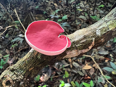 Phillipsia domingensis - cup, Caquet&aacute;, Colombia https://www.jungledragon.com/image/144161/phillipsia_domingensis_caquet_colombia.html Caquet&aacute;,Colombia,Colombia 2022,Geotagged,Mauve Elfcup,Peregrinos,Phillipsia domingensis,South America,Winter,World