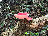 Phillipsia domingensis, Caquet&aacute;, Colombia https://www.jungledragon.com/image/144160/phillipsia_domingensis_-_cup_caquet_colombia.html Caquet&aacute;,Colombia,Colombia 2022,Geotagged,Mauve Elfcup,Peregrinos,Phillipsia domingensis,South America,Winter,World