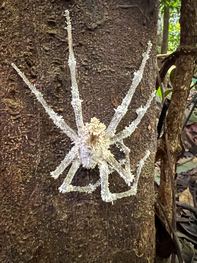 Spider killed by cordyceps, Caquetá, Colombia Gibellula sp. Caquetá,Colombia,Colombia 2022,Geotagged,Peregrinos,South America,Winter,World