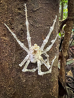 Spider killed by cordyceps, Caquetá, Colombia Gibellula sp. Caquetá,Colombia,Colombia 2022,Geotagged,Peregrinos,South America,Winter,World