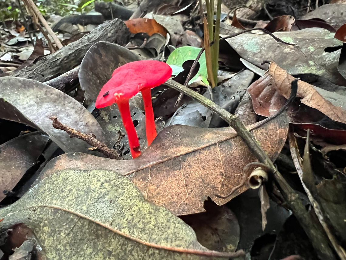 Waxcap (Hygrocybe sp.), Caquetá, Colombia  Caquetá,Colombia,Colombia 2022,Geotagged,Peregrinos,South America,Winter,World