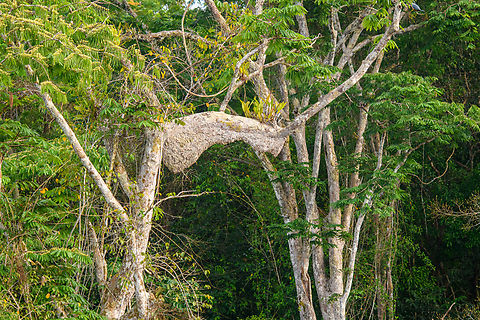 Termite bridge nest, Caquet&aacute;, Colombia  Amazon,Caquet&aacute;,Colombia,Colombia 2022,Geotagged,Peregrinos,South America,Winter,World